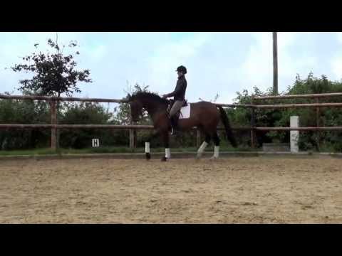 5j. Holsteiner Wallach v. Cassini II - Caretino (Dressur) zu verkaufen/ for sale