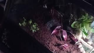  Amphibians Videos