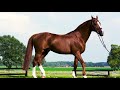 Romanov - KWPN Caballo de Deporte Neerlandés 1998 por HEARTBREAKER