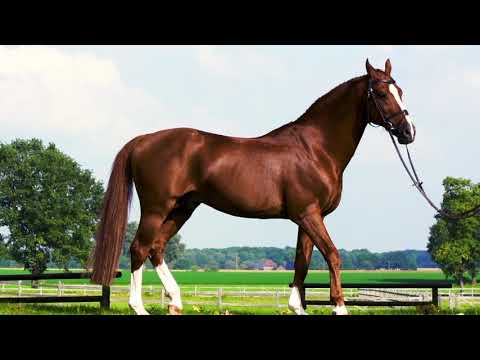 Romanov - KWPN Caballo de Deporte Neerlandés 1998 por HEARTBREAKER