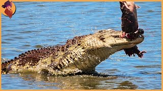 50 Ruthless Hunting Moments Of Alligators, Crocodiles And Caimans Hunt