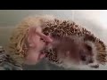 Great Animal Meeting Animals Wildlife