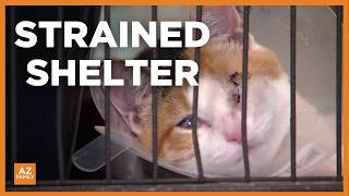 Emergency animal intake pushes Yuma shelter to its limit: Here’s why
