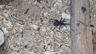 Otrovni insekti oko nas--crni pauk vjerojatno otrovan trčkara po smeću i bježi od mene...