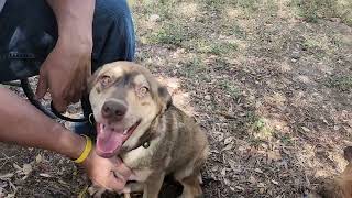 Video preview image #1 Labrador Retriever-Siberian Husky Mix Puppy For Sale in Bandera, TX, USA