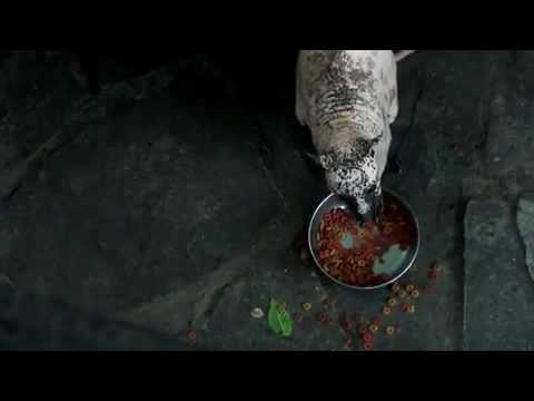 download lagu mp3 mp4 Naked Raccoon, download mp3 Naked Raccoon free download, download mp3 Naked Raccoon