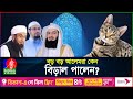 আলেমরা কেন বিড়াল পালেন Cat In Islam Cats BanglaVision