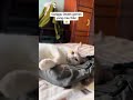 Ritual sebelum dia tidur???????? #cat #kucing #pets #pet #animals #shorts #fyp #catshorts #bukittinggi
