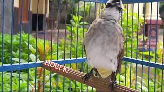 Download lagu Pancingan Khusus Trucukan Stres Dan Macet Bunyi || Di Jamin Moncer mp3