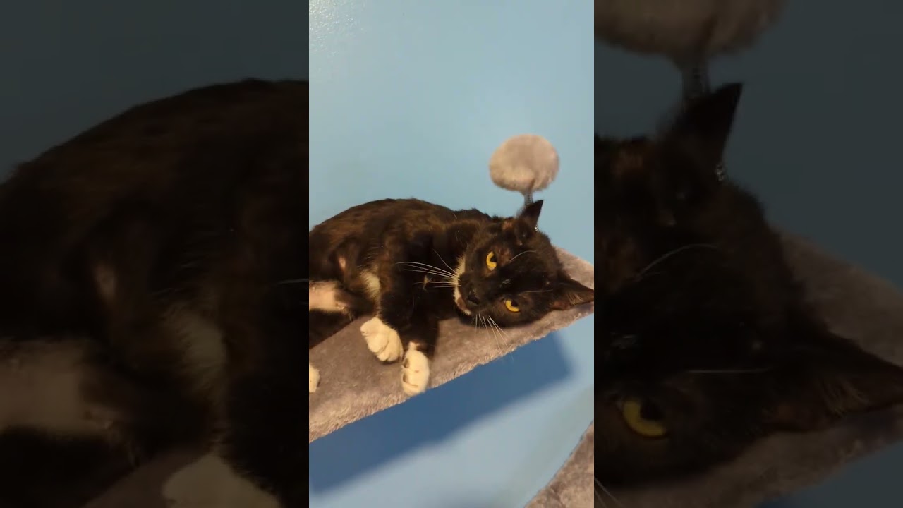 Pesto, a Adoptable Domestic Short Hair in Rossville, TN video 6/6