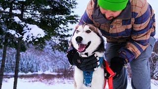 Siberian Husky Snow Paradise – Unlimited Fun!