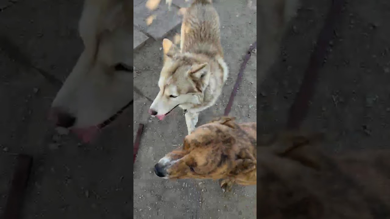 Rusty, a Adoptable Husky in Fresno, CA video 2/6