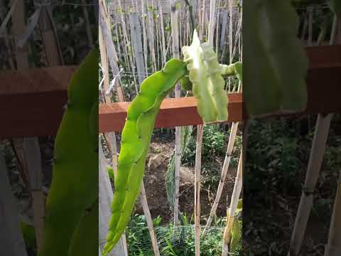 Producción de Pitahayas Sacaba - Cochabamba.