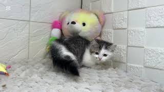 ミヌエットの動画01