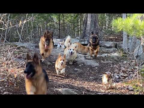 Corgis and German Shepherds running in Forest