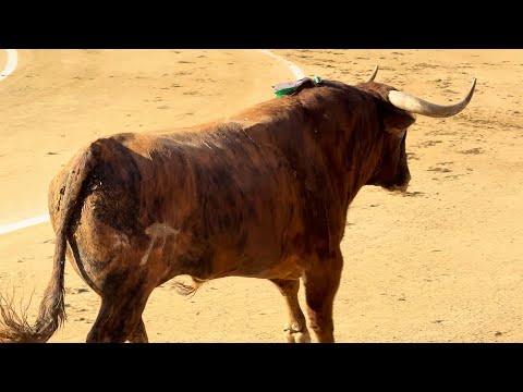Salida 1º toro de EL PILAR: "BURREÑITO" - 10-mayo-2025 - Las Ventas