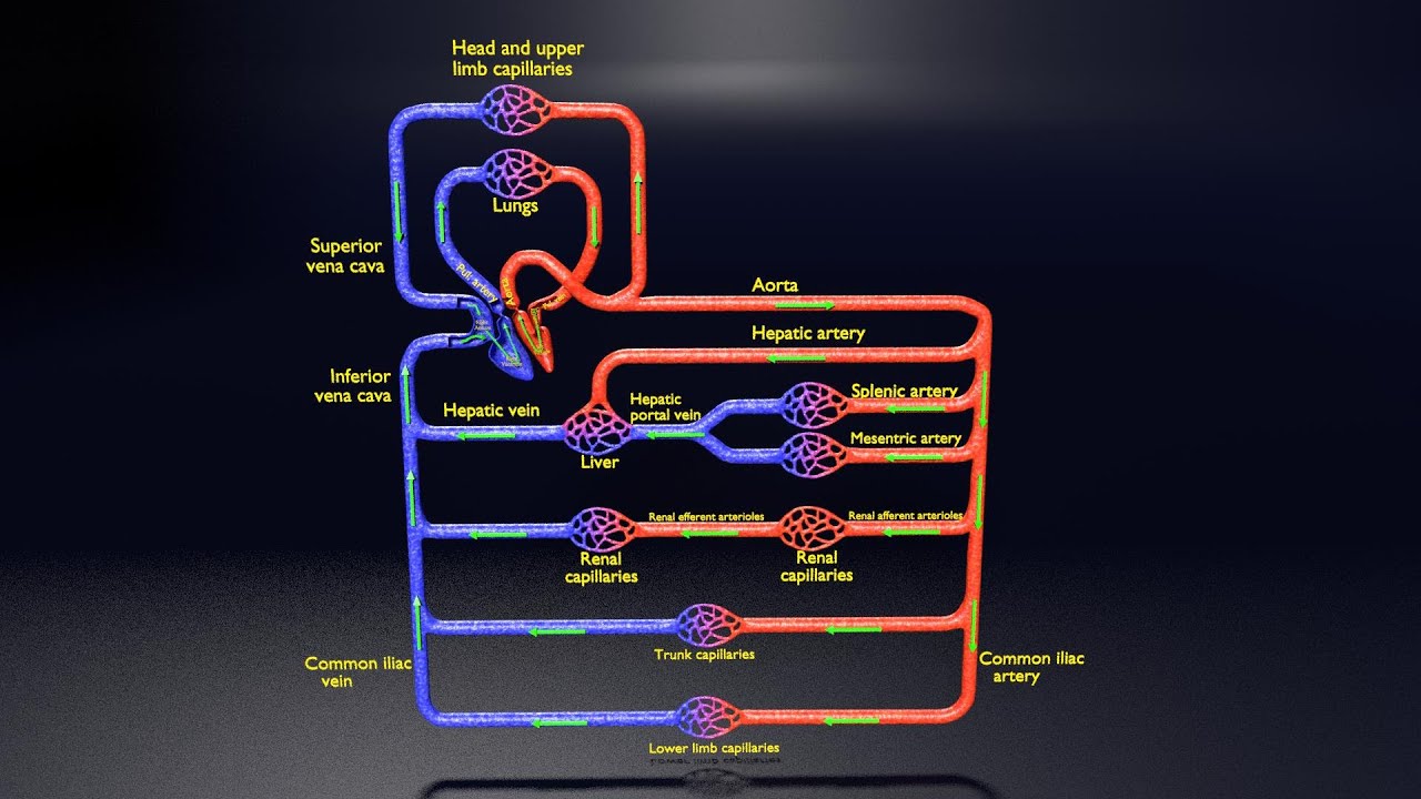 Flujo sangu&iacute;neo sist&eacute;mico 3D Modelo 3D