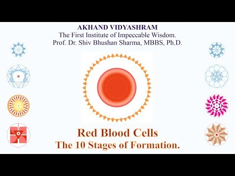 The Red Blood Cells - The Living Cell (22/21) becoming Functional Cell in Ten Stages of formation.