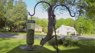 GoPro: Squirrel Fail