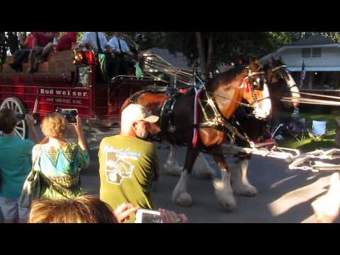 BUDWEISER CLYDESDALES 12 Aug , 2015 019