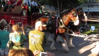 BUDWEISER CLYDESDALES 12 Aug , 2015 019
