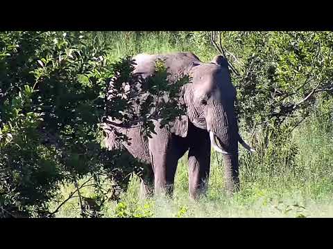 Djuma: Elephant feeding - 16:58 - 02/16/2020