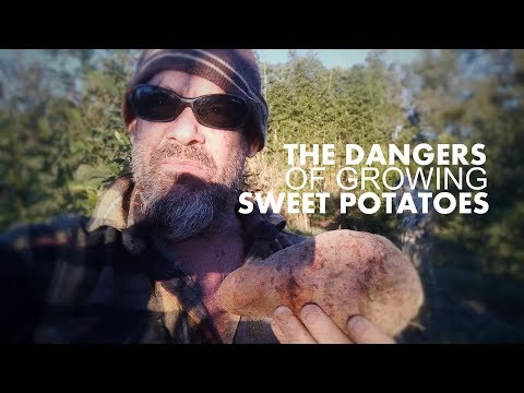 download lagu mp3 mp4 Boniato Leaves, download lagu Boniato Leaves gratis, unduh video klip Boniato Leaves