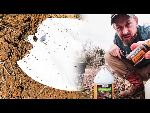 , title : 'How to Kill Fire Ants IMMEDIATELY (without chemicals or pesticides )'