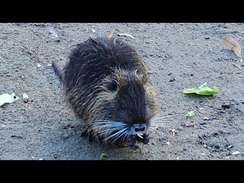 Unbelievable what I think when I see something like this! I fed the Nutria and Ducks in the park....
