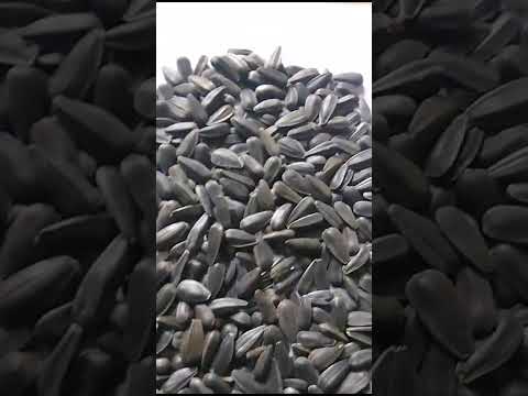 Organic Sunflower Seeds