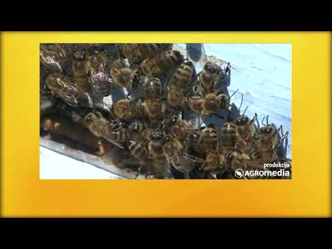 Spajanje slabih pčelinjih društava pomaže pčelama da prežive zimu