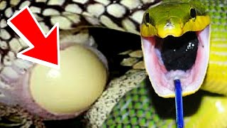SNAKE EGGS!! CAUGHT IN THE ACT OF LAYING! SNAKE WITH BLUE TONGUE!! | BRIAN BARCZYK