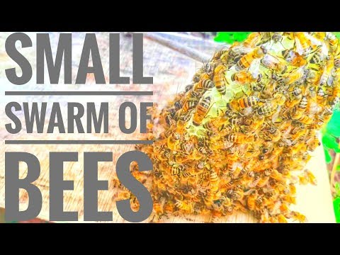 🌎 Small swarm of bees catch in swarm trap/bait hive