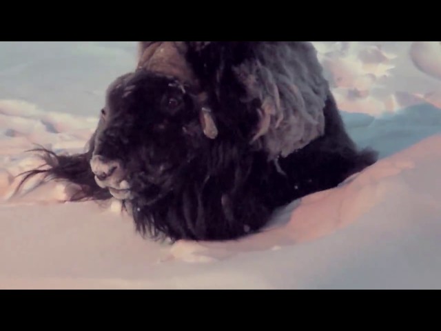 La vie sauvage dans l’oasis de l’Arctique : Eureka, Nunavut