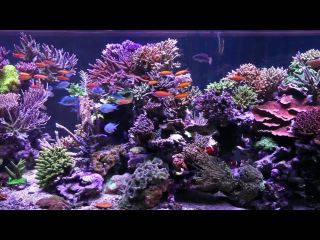 Peter's Fish Tank - Episode 1 - 1350 Gallon Tank Overview