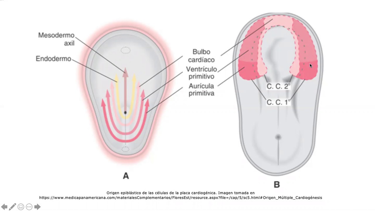 Desarrollo del aparato cardiovascular: formación del asa cardíaca (parte I)