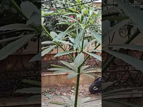 nature #shortvideo #shortsvideo #nature#naturelovers#natural #naturalbeauty#naturelover#shorts#