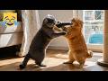 Funniest Cats Dogs Compilation 2026 Hilarious Pet Fails And Reactions Try Not To Laugh
