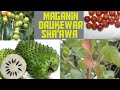 MAGANIN DAUKEWAR SHA AWA