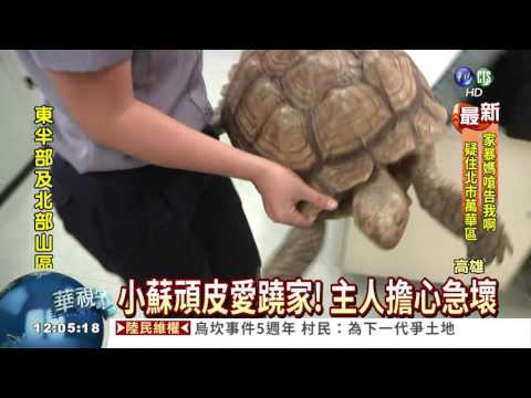象龜蹺家逛大街 主人急壞報案