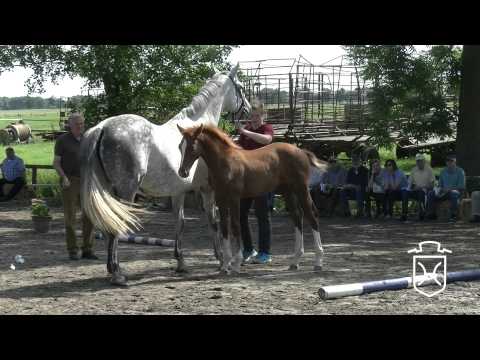 IZ041 Hengstfohlen von Casall   Calido I   Carthago