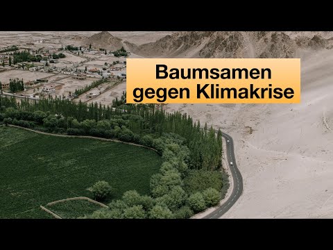 🌳Baumsamen gegen CO2, Klimakrise, Klimawandel & Trockenheit