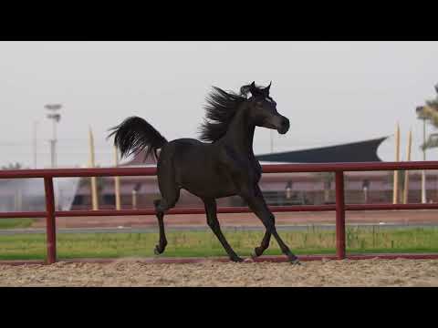 MUNEERA AL GHANAYIM - (Jakhal AlFabia x Manar AA), 2023 Filly