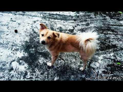 Chocolate💙 turns eight🥰😍🤩