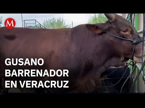 Veracruz records nearly 500 cases of screwworm, while Nuevo León reports its first case.