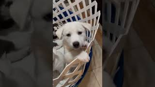 Alaskan Husky Puppies Videos