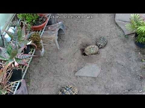 Eiablage Anton 24 05 2023