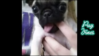 Best Funny Pug Vines of  2014 Part 2
