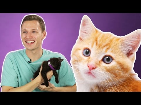 人が初めて子猫を抱く (People Hold Kittens For The First Time)