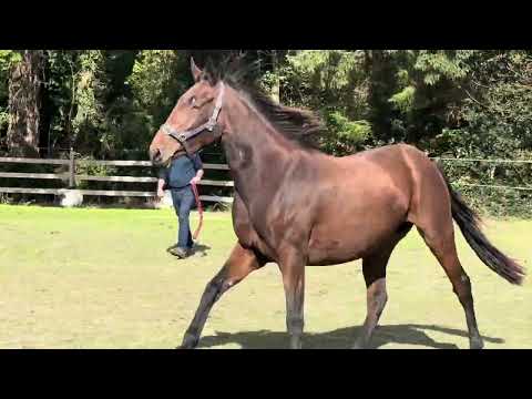 3yr old filly - Image 2